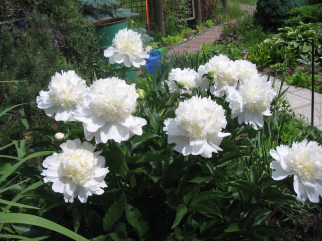 Herbaceous peony: photo, the best varieties with photos and descriptions, cultivation