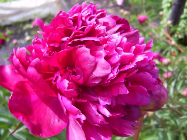 Herbaceous peony: photo, the best varieties with photos and descriptions, cultivation