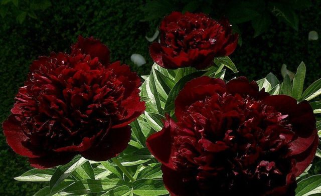 Herbaceous peony: photo, the best varieties with photos and descriptions, cultivation