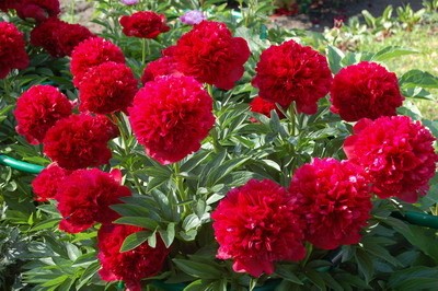 Herbaceous peony: photo, the best varieties with photos and descriptions, cultivation