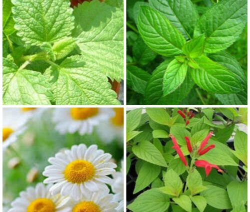 Herbal teas &#8211; lemon balm, mint, chamomile, sage