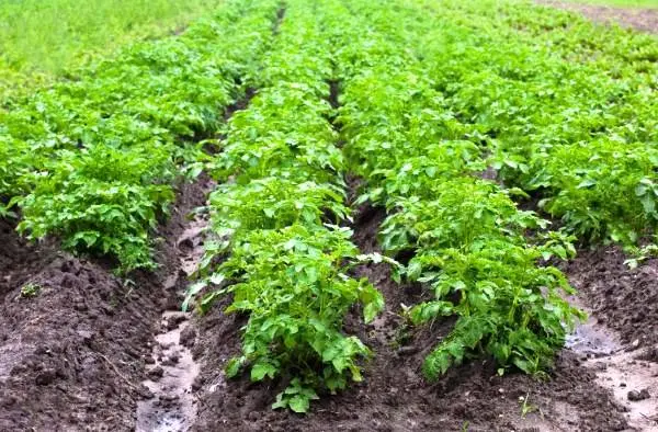 Herbicide against weeds on potatoes after germination 