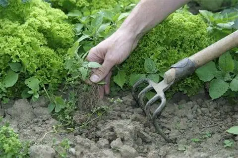 Herbicide against weeds on potatoes after germination 