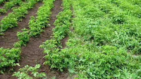 Herbicide against weeds on potatoes after germination 