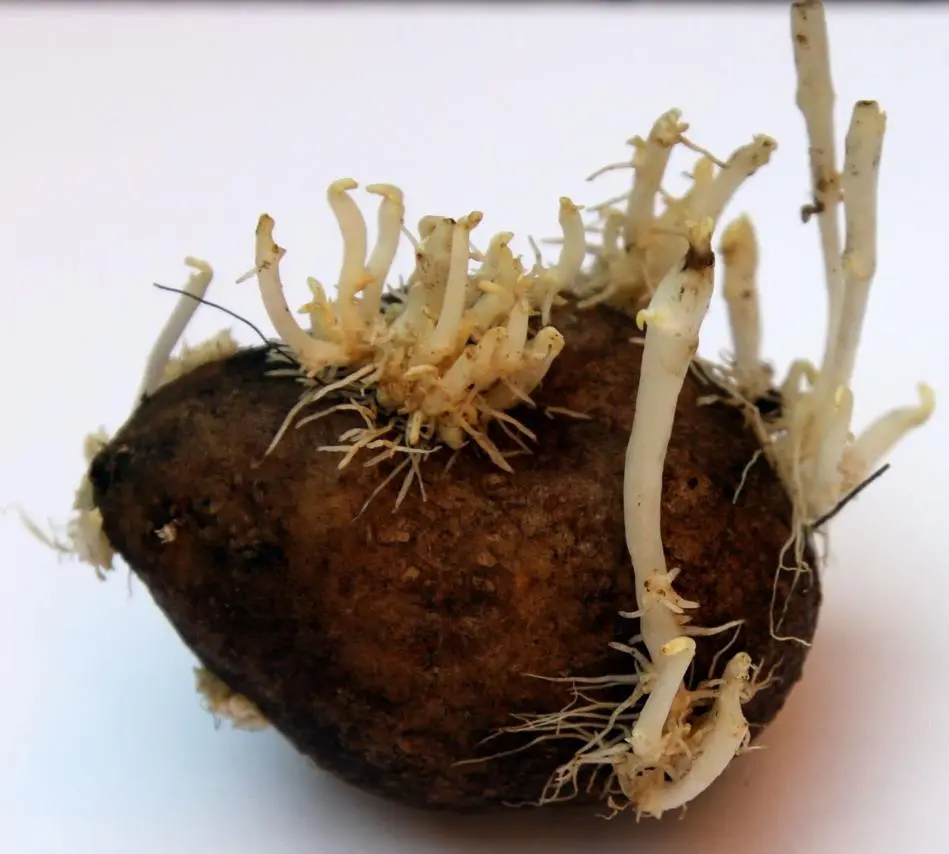 Herbicide against weeds on potatoes after germination 