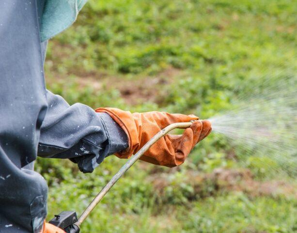 Herbicide Gezagard: instructions for use for potatoes, dill, herbs, carrots