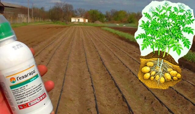 Herbicide Gezagard: instructions for use for potatoes, dill, herbs, carrots