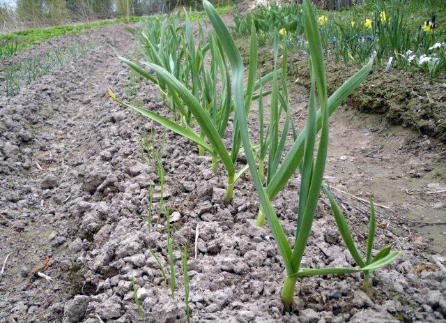 Herbicides for garlic after germination