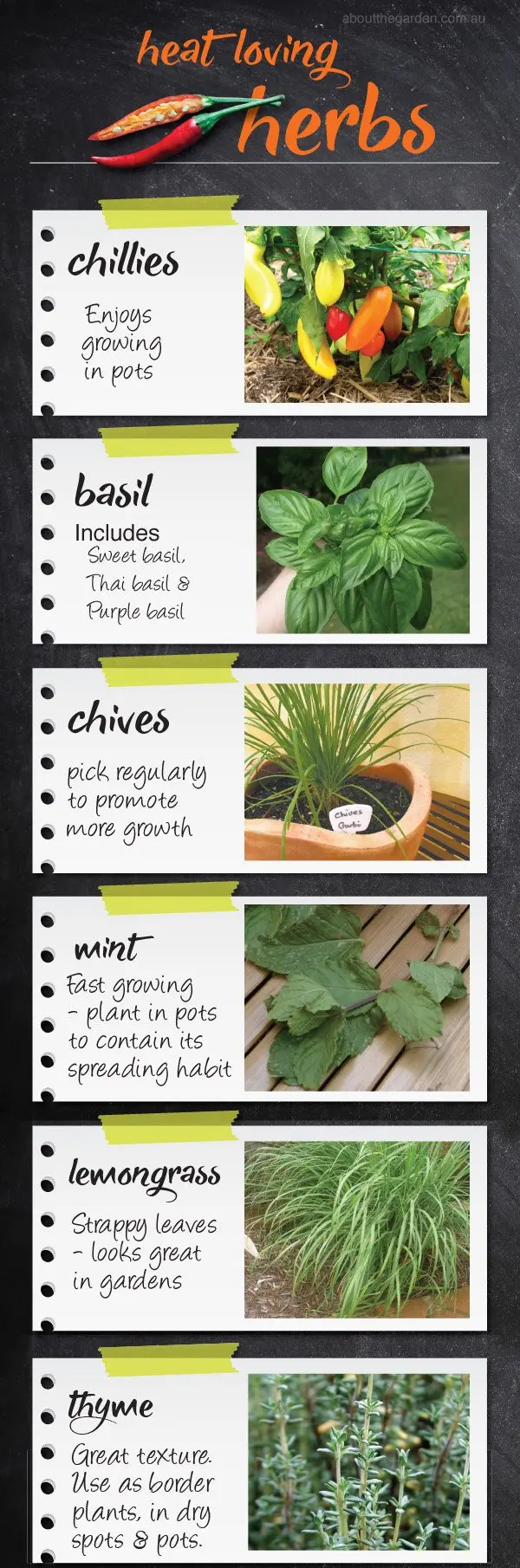 Herbs that will take care of your beauty in the summer