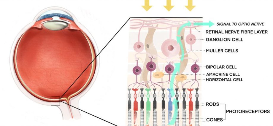 Hereditary dystrophy of the retina &#8211; a disease that takes away sight from the youngest [WIDEO]