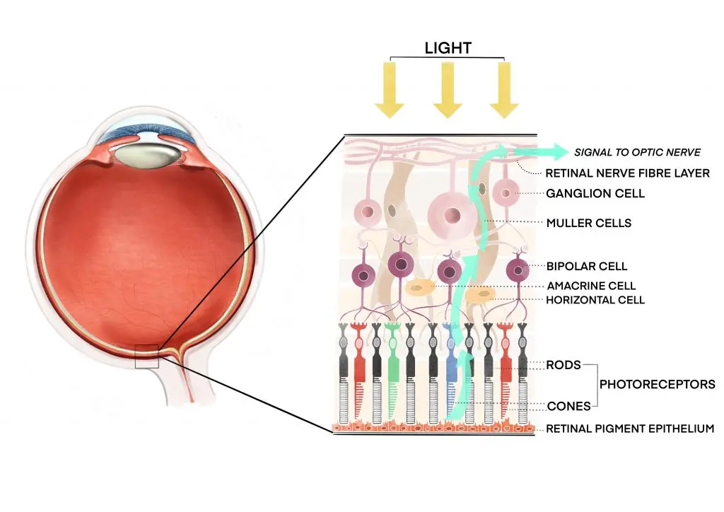 Hereditary dystrophy of the retina &#8211; a disease that takes away sight from the youngest [WIDEO]