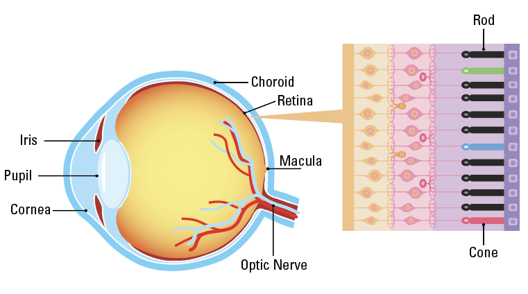 Hereditary retinal dystrophy &#8211; a disease that takes the eyes off the youngest