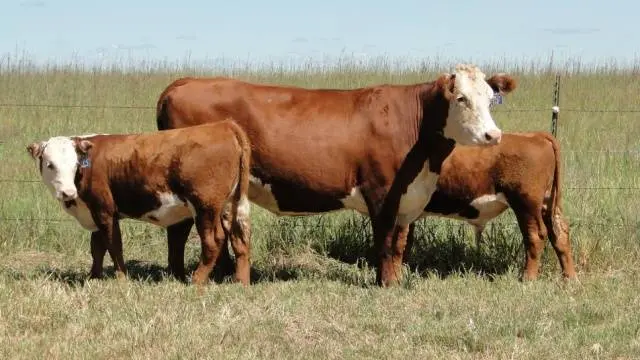 Hereford cows: description + photo