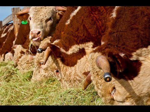 Hereford cows: description + photo