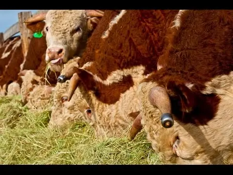 Hereford cows: description + photo