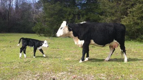 Hereford cows: description + photo