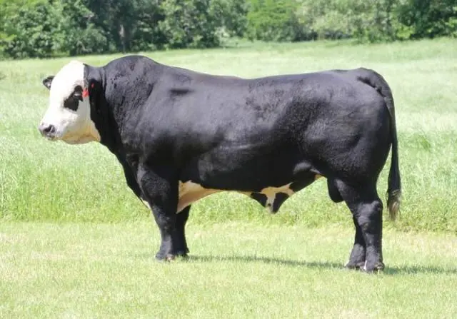 Hereford cows: description + photo