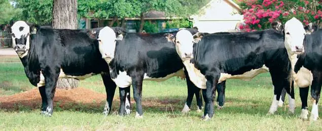 Hereford cows: description + photo