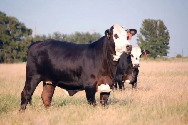 Hereford cows: description + photo