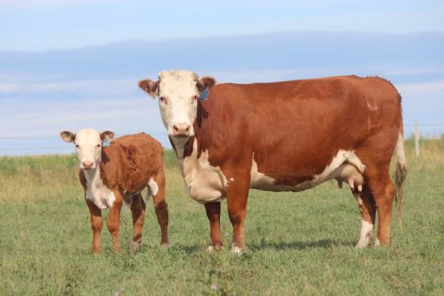 Hereford cows: description + photo