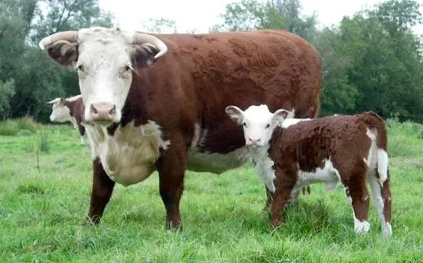 Hereford cows: description + photo