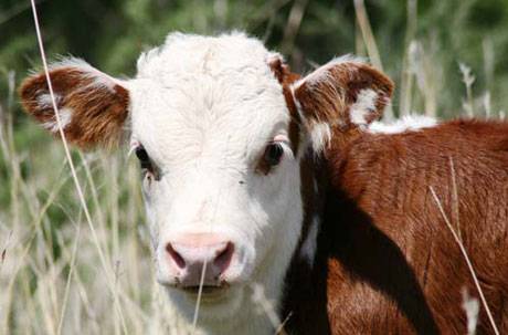 Hereford cows: description + photo