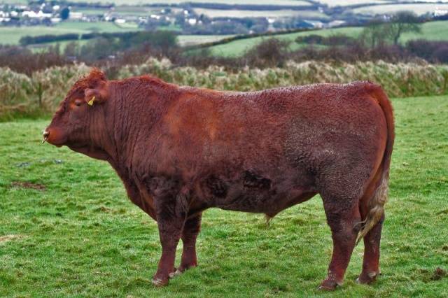 Hereford cows: description + photo