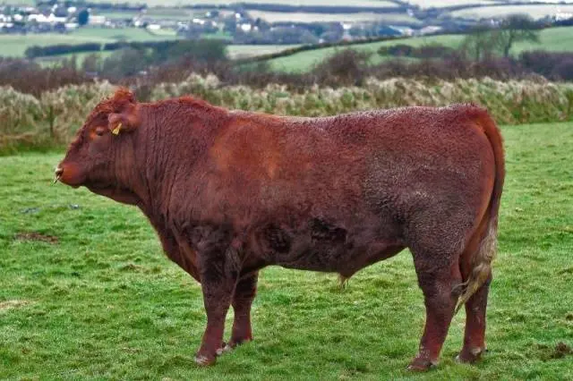 Hereford cows: description + photo