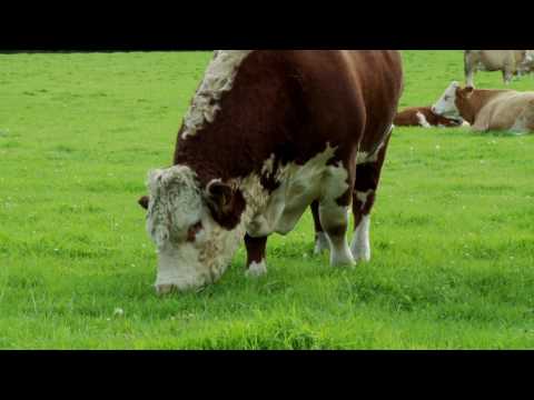 Hereford cows: description + photo