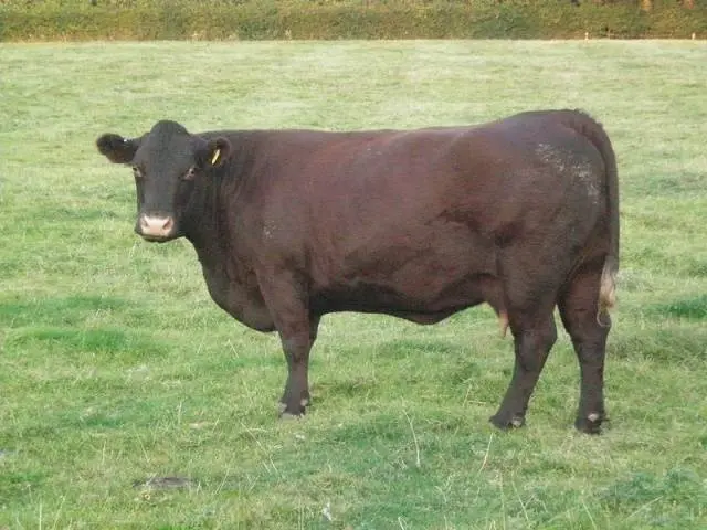 Hereford cows: description + photo