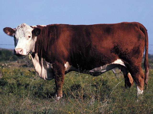 Hereford cows: description + photo