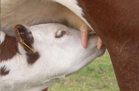 Hereford cows: description + photo