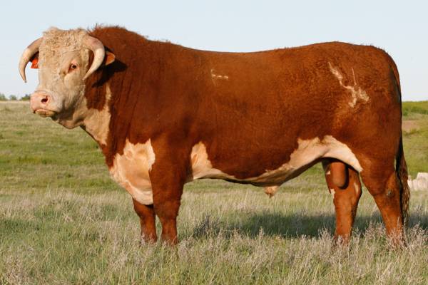 Hereford cows: description + photo