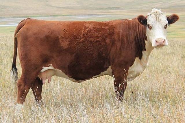 Hereford cows: description + photo