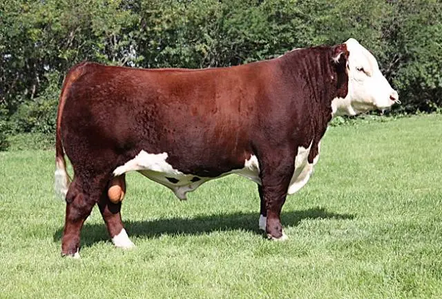 Hereford cows: description + photo