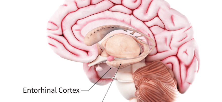 Here&#8217;s the root cause of Alzheimer&#8217;s disease. It starts away from the brain