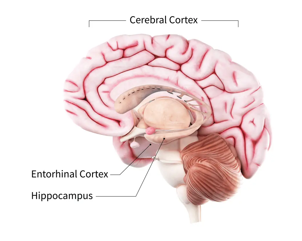 Here&#8217;s the root cause of Alzheimer&#8217;s disease. It starts away from the brain