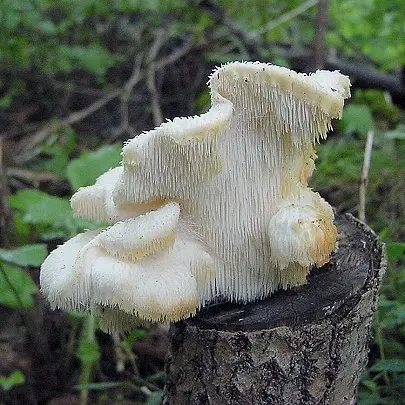 Hericium cirrhatum (Hericium cirrhatum) photo and description