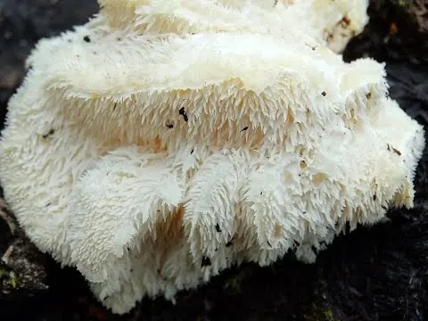 Hericium cirrhatum (Hericium cirrhatum) photo and description