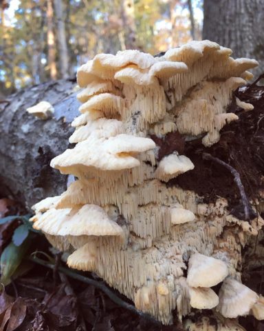 Hericium erinaceus (Creolofus antennis): photo and description