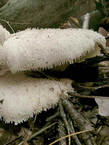 Hericium erinaceus (Creolofus antennis): photo and description