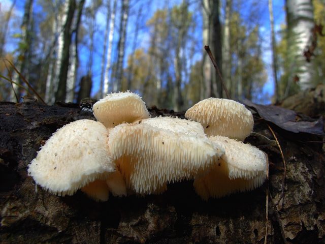 Hericium erinaceus (Creolofus antennis): photo and description