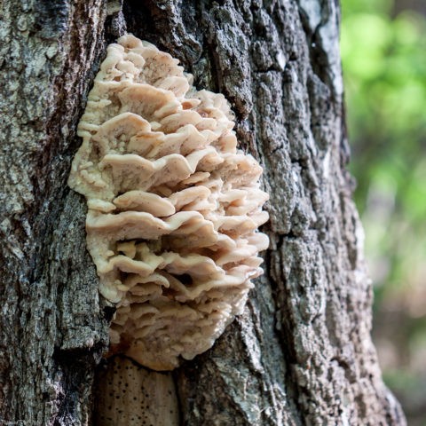 Hericium erinaceus (Creolofus antennis): photo and description