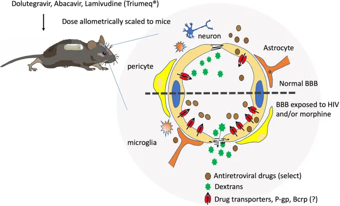 Heroin and morphine protect neurons from the effects of HIV