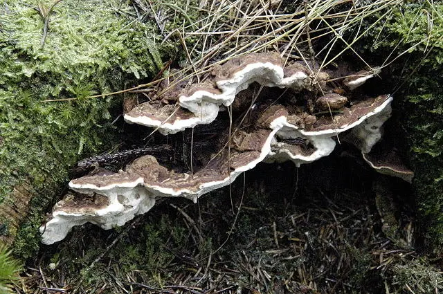 Heterobasidion perennial (Heterobasidion annosum) photo and description