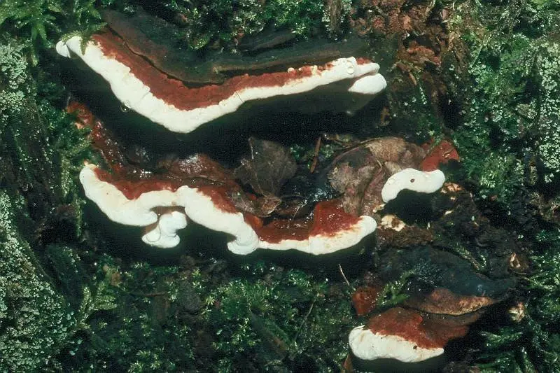 Heterobasidion perennial (Heterobasidion annosum) photo and description