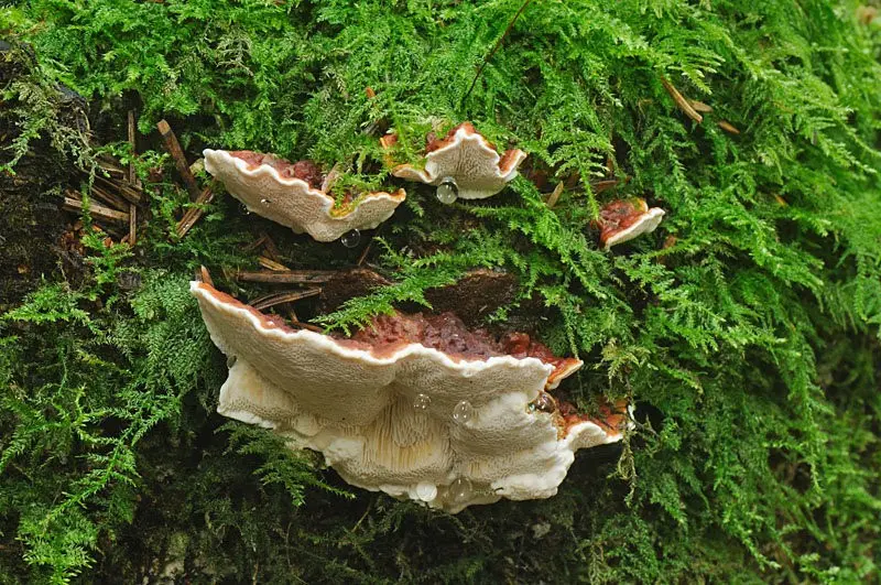 Heterobasidion perennial (Heterobasidion annosum) photo and description