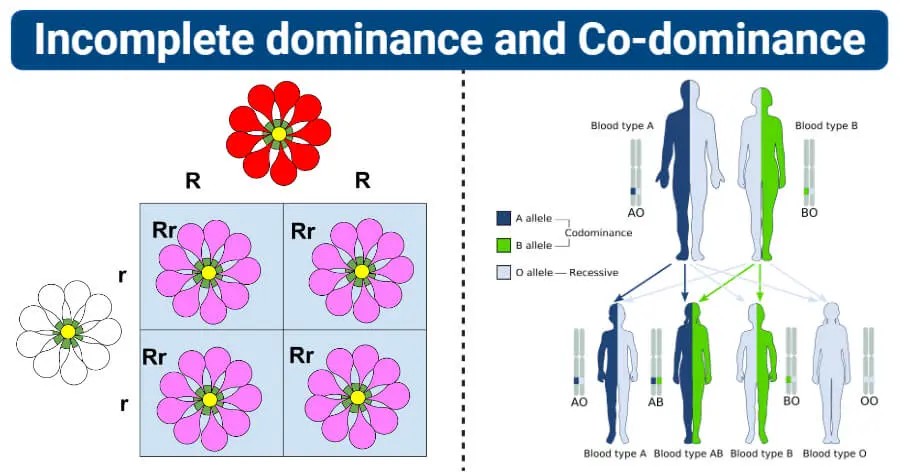 Heterozygota &#8211; description, types, incomplete dominance