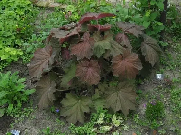 Heuchera from seeds: growing at home