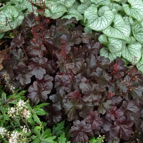 Heuchera from seeds: growing at home